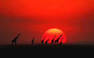 Giraffes At Sunset In Kenya Wallpaper