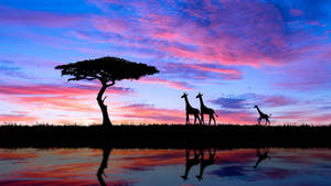 Giraffes In Savannah Africa Wallpaper