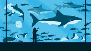 Girl And Shark In Aquarium Wallpaper
