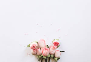 Girly Pink Aesthetic Roses Wallpaper