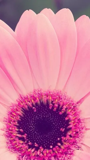 Girly Pink Flower Close Up Wallpaper