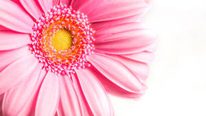 Girly Pink Sunflower Wallpaper