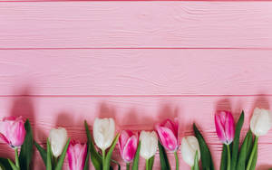 Girly Tulips Flat Lay Wallpaper