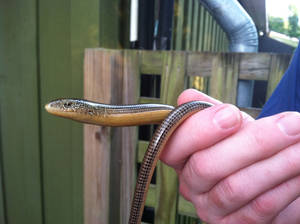 Glass Lizard Held By Hand Wallpaper