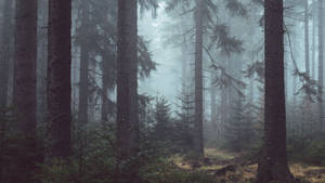 Gloomy Forest View Wallpaper