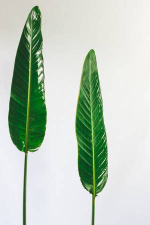 Glossy Green Leaf Wallpaper