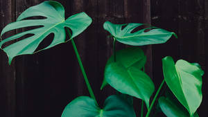 Glossy Monstera Plants Wallpaper