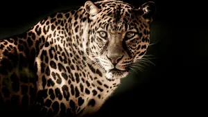 Glowing Animal Leopard Hd Wallpaper