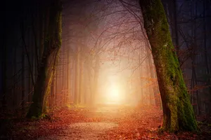 Glowing Light In The Woods Wallpaper