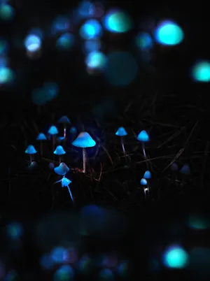 Glowing Mushroom In A Misty Forest Wallpaper