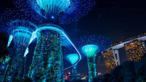Glowing Supertrees In Singapore Wallpaper