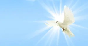 Glowing White Dove Wallpaper