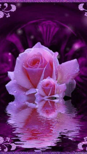 Go92: 1080p Purple Rose Wallpaper, 1080p Purple Rose Image In High Wallpaper