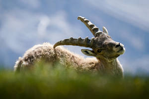 Goat Under The Blue Sky Wallpaper