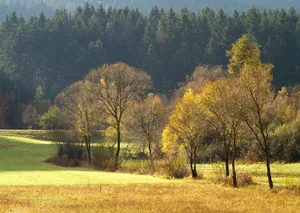 Gold Autumn Wallpaper
