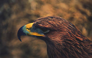 Golden Aguila Head With Brown Feathers Wallpaper