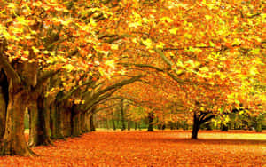 Golden Autumn Maple Trees Wide Shot Wallpaper