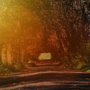 Golden Autumn Road Wallpaper