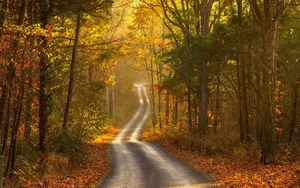 Golden Autumn Road Wallpaper