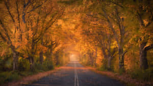Golden Autumn Roadway Wallpaper