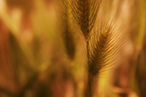 Golden Bliss In Agriculture Wallpaper