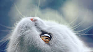 Golden Cat Eyes White Fur Cat Wallpaper