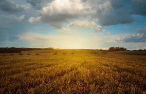 Golden Harvest Field Sunset Wallpaper
