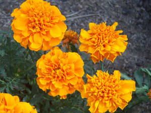 Golden Marigold Flowers Wallpaper