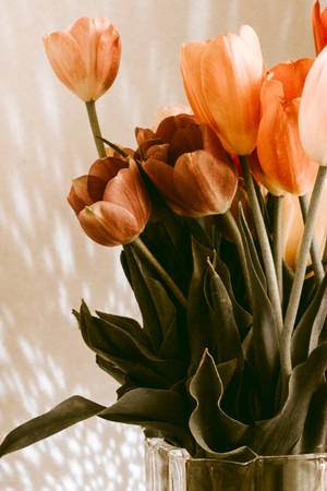 Golden Peach Tulips Wallpaper