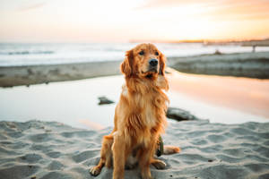 Golden Retriever Dog At Beach Wallpaper