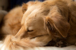 Golden Retriever Dog Sleeping Curled Wallpaper