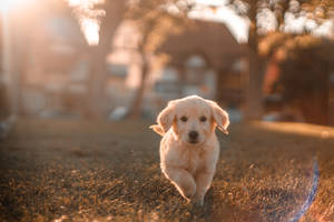 Golden Retriever Puppy Running Wallpaper
