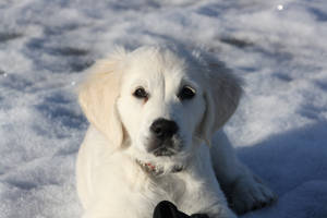 Golden Retriever, Puppy, White, Snow, Winter Wallpaper
