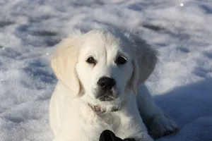 Golden Retriever, Puppy, White, Snow, Winter Wallpaper