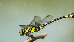 Golden-ringed Dragonfly Wallpaper