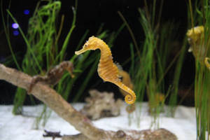 Golden Seahorse Aquarium Wallpaper