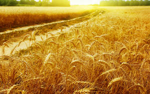 Golden Wheat Field With Waterway Wallpaper