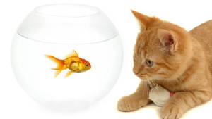 Goldfish And A Brown Cat Wallpaper