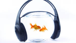 Goldfish Bowl With Headphones Wallpaper