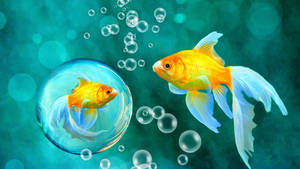 Goldfish Bubble Art Wallpaper