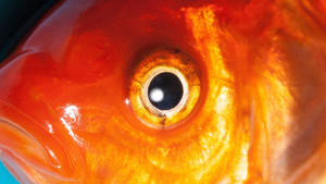 Goldfish Round Eyes Wallpaper
