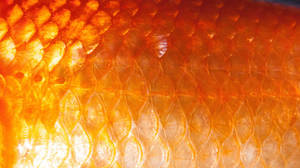 Goldfish Scales Close-up Wallpaper