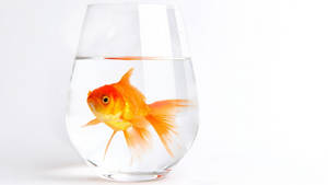 Goldfish Trapped In Glass Wallpaper