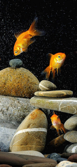 Goldfishes And Rocks Wallpaper