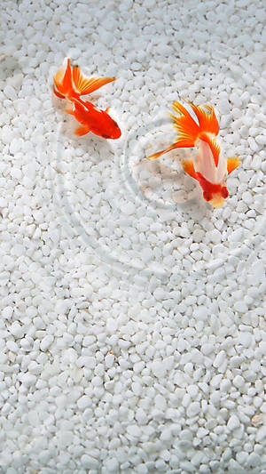 Goldfishes On White Pebbles Wallpaper