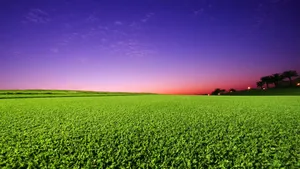 Golf Course Grass Sunset Wallpaper