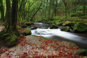 Golitha Falls Greenery Wallpaper