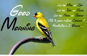Good Morning Hd With A Goldfinch Wallpaper