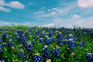 Google Pixel In Bloom Collection Bluebonnet Field Wallpaper