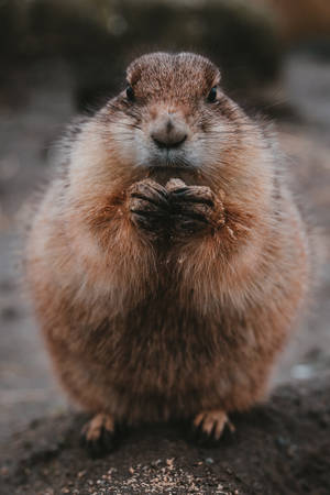 Gopher Snacking On Food Wallpaper